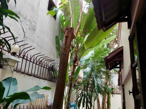 Cải Tạo Lối Đi & Xử Lý Cây Xanh